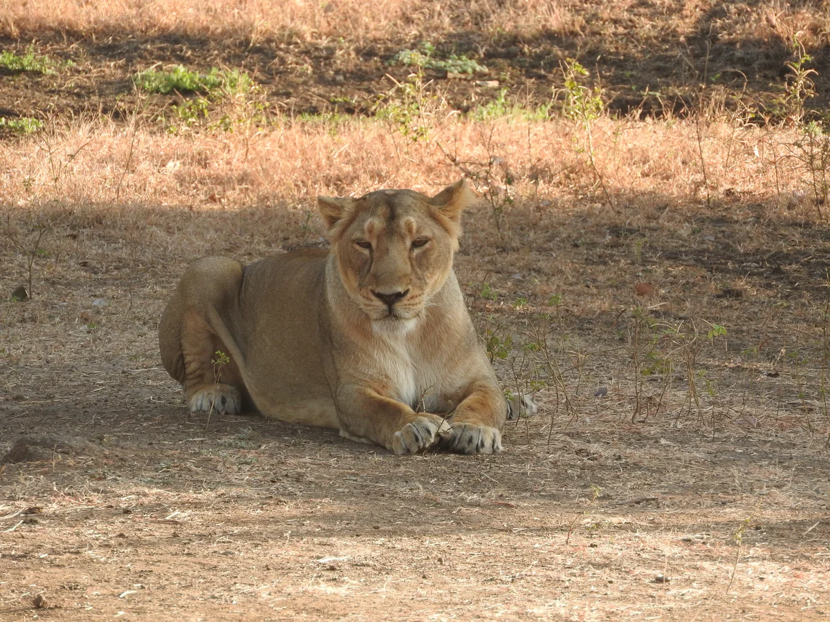 Asiatic Lioness resting in Devalia Gir Safari Park Gujarat