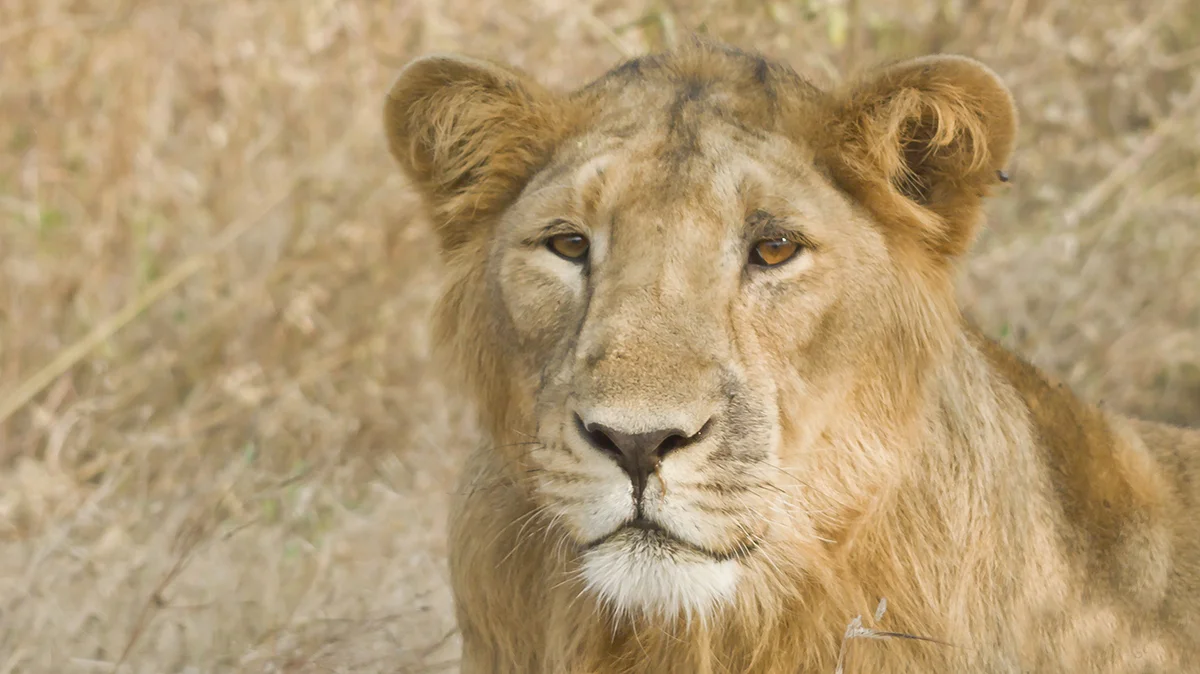 Male Asiatic Lion with Mane in Devalia Gir Safari Park