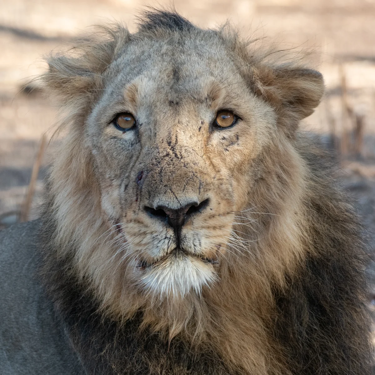 Asiatic Lion Portrait in Golden Sunlight