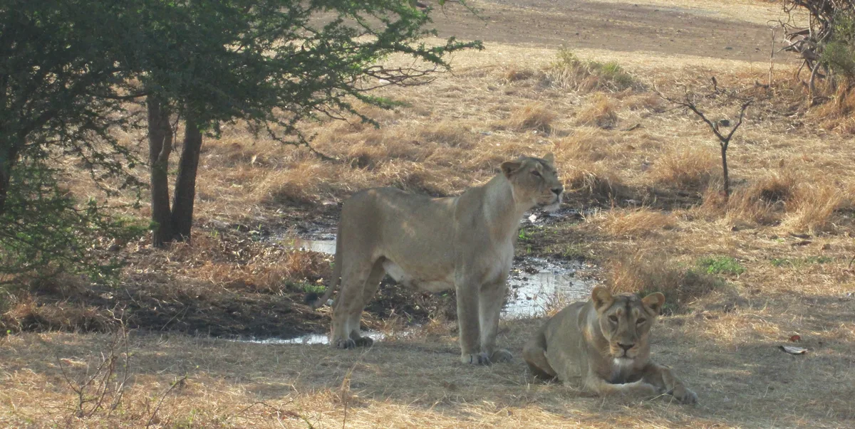 Asiatic Lion Pride resting in shade