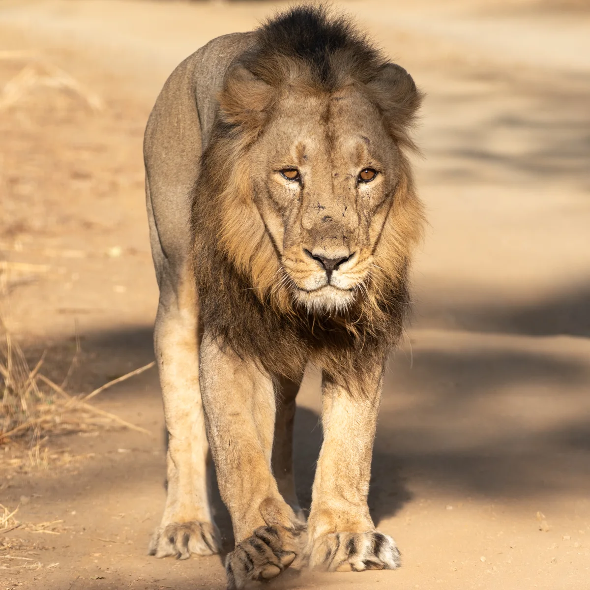Asiatic Lion Royal Walk along Safari Track