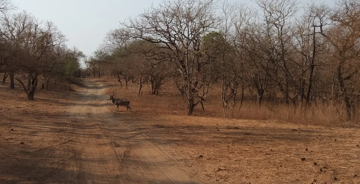 Spotted Deer Chital Herd