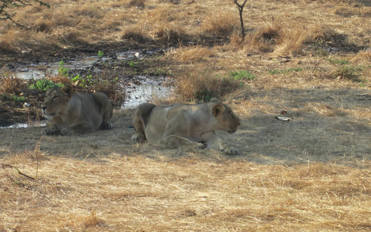 Gir Dry Deciduous Teak Forest Landscape