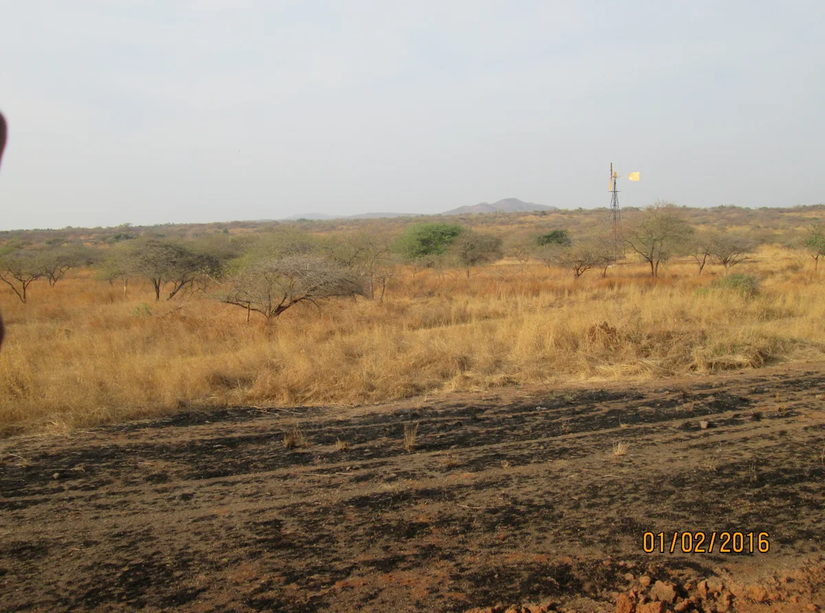 Scenic Safari Savanna Landscape in Gir