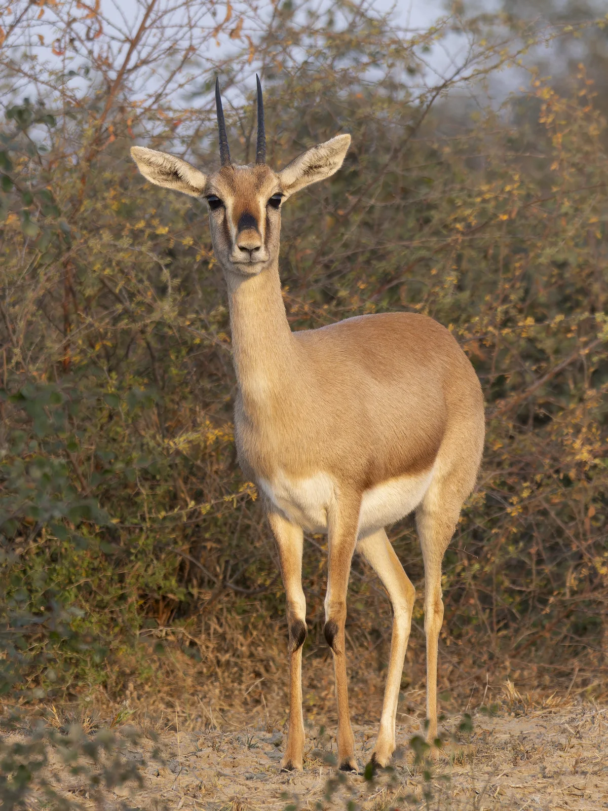Indian Chinkara Gazelle in Open Savanna