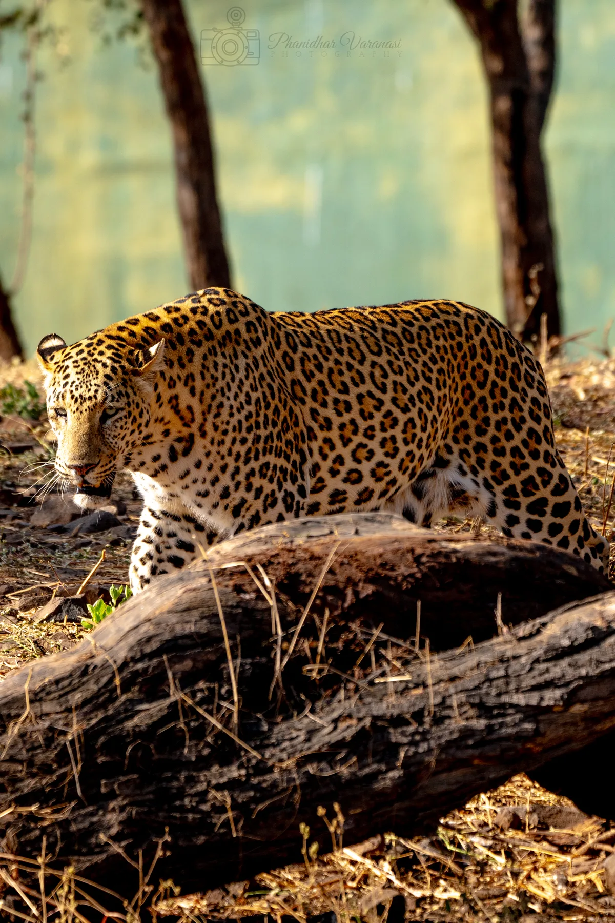Indian Leopard in Gir Teak Forest