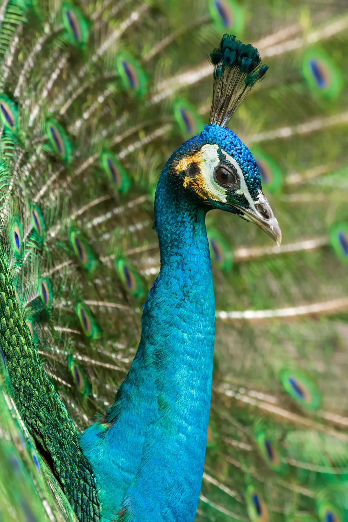 Indian Peacock Displaying Colorful Plumage in Forest