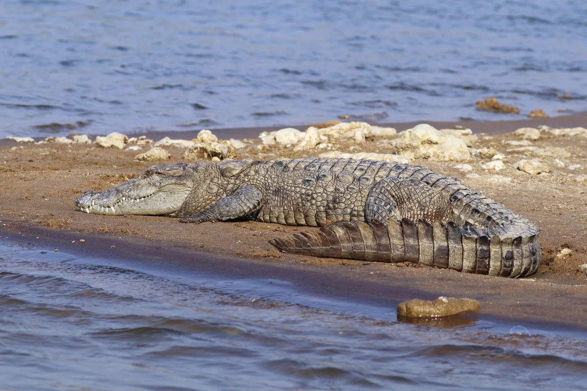 Mugger Crocodile Basking at Gir Sanctuary Waterhole