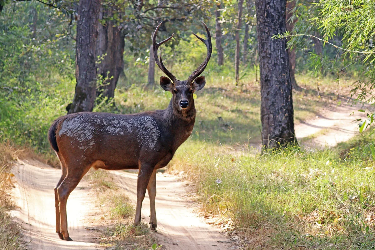 Male Sambar Deer with Antlers in Gir Forest